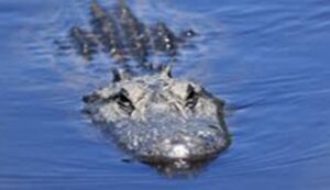 alligators