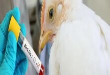 Bird flu cases