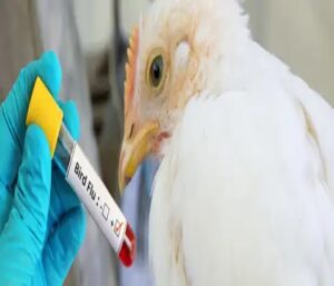 Bird flu cases
